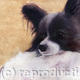 Butterfly dog