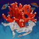 Red Coral