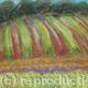 Stripy Field
