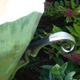 Organic Form (detail)