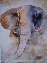 bull elephant
