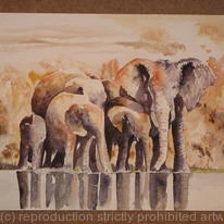 Elephant Group