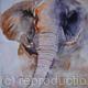 bull elephant | £285(sold) | | water colour bull elephant
