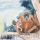 orangutan | £175 | | Watercolour orangutan