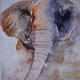 bull elephant