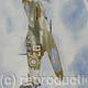 Spitfire