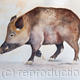 Wild Boar