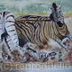 zebras fighting
