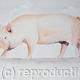 Middle White | £150(sold) | | Watercolour Middle White