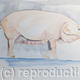 Pig | £150(sold) | | Watercolour Pig