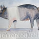The Hampshire | £150(sold) | | Watercolour The Hampshire