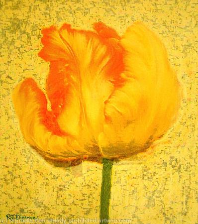 Yellow Tulip