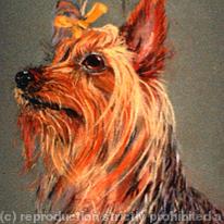 Yorkie