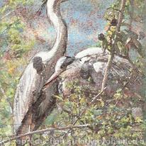 Grey Herons