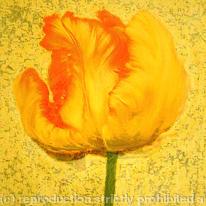 Yellow Tulip