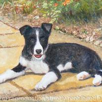 RORY - Border Collie Puppy (12 weeks old)