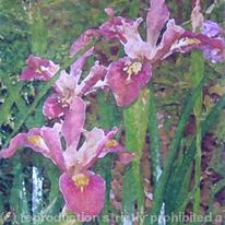 PINK IRISES 