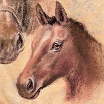 FOAL's HEAD