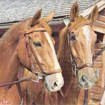 Two Chestnut Pals