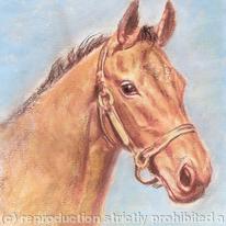 Horse head study