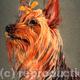 Yorkie
