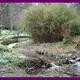 Kailzie Gardens Snowdrops…