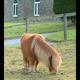 Kailzie Gardens - Shetland…