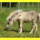 Kailzie Gardens - Grey…
