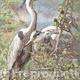 Grey Herons