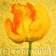 Yellow Tulip