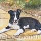 RORY - Border Collie…