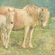 Grey Pony and Foal