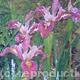 PINK IRISES 