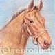 Horse head study