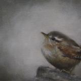 The Wren - Oil on Canvas