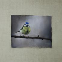 hidden Blue Tit