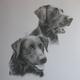 Tangle and Solo | (sold) | 45 x 55cm | Pencil Tangle and Solo