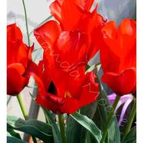 Amanda Moore - Trumpets Of Colour