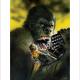 Spectrum Kong
