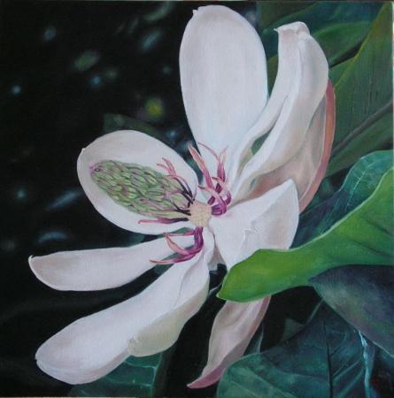 Magnolia