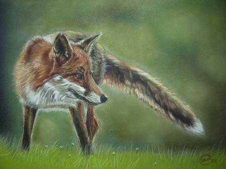 Early Morning Fox