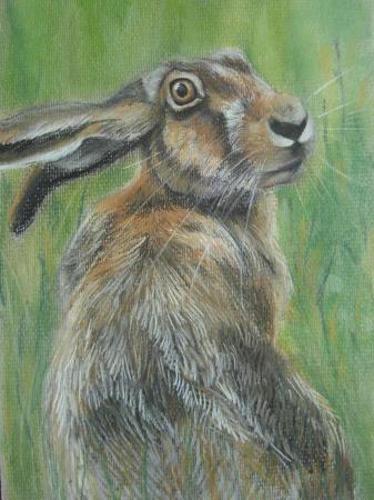 Over Shoulder Hare