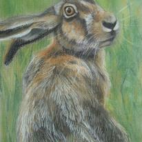 Over Shoulder Hare