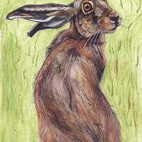 hidden New Hare