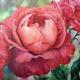 Roses | £200(sold) | 30 x 30cm | Oil on Canvas Roses