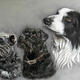 The Dogs