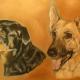 Rosie and Zed