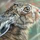 Hare III