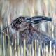 Leveret in the Stubble