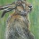Over Shoulder Hare